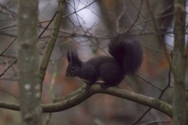 sincap dalda oturan yakın çekim