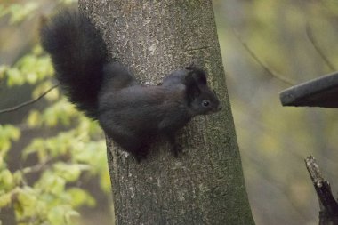 siyah sincap Ağaç gövdesinde çalışan yakın çekim 