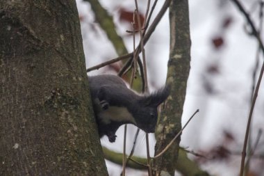 siyah sincap Ağaç gövdesinde çalışan yakın çekim 