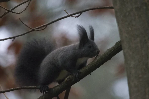 Close Squirrel Sitting Branch — Stock Photo, Image