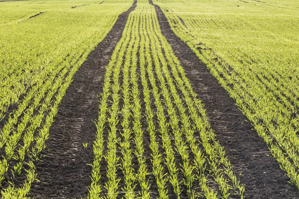 young green winter crops in soil