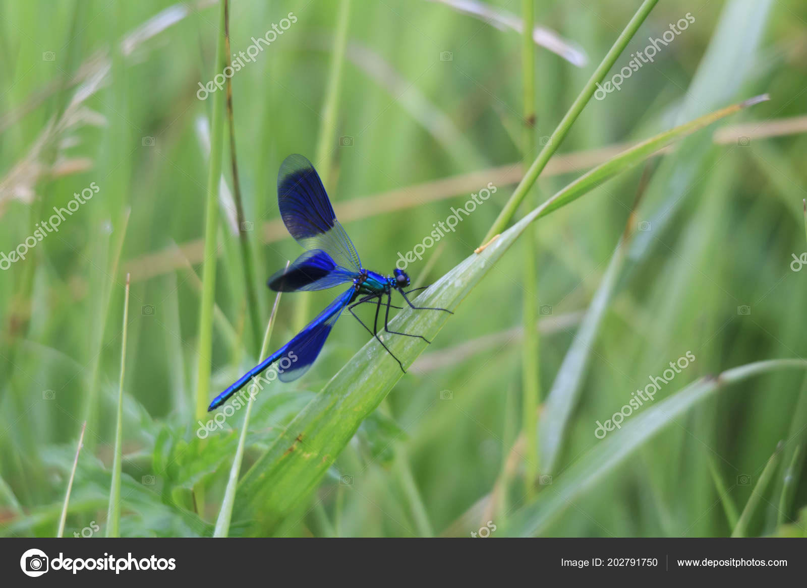 Download Close Blue Dragonfly Sitting Grass Stock Photo C Were Free HD Wallpaper Close Blue Dragonfly Sitting Grass Stock Photo C Were For iPhone Free