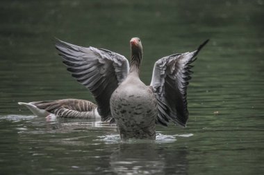 Vahşi ördek shot kadar kapatın
