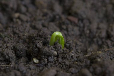 Cotyledons ile yükselen tohum ufalanan toprak yetişir