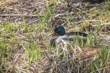 çim bir vücut su kıyısında erkek yaban ördeği uyur