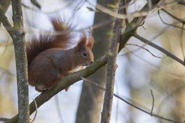Sevimli sincap bir orman puslu havalarda veya profil görünümü'nde ormanlık bir ağaç gövdesi üzerinde fotoğraf makinesi üzerinde bir dikkatli göz tutar olarak tırmanma
