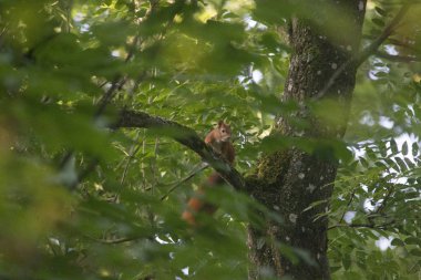 Ağaç gövdesi parkta oturan sincap
