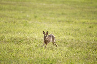 Genç bir tavşan üzerinde yeşil bir biçilmis çayır atlamalı