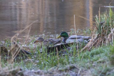 Vahşi ördek shot kadar kapatın