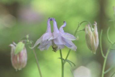 Güzel kır çiçekleri atış kapatmak