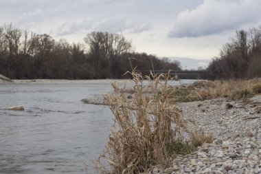 Gündüz sakin orman sahne shot