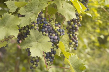 mavi üzüm yakın çekim, seçici odak