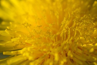 Güzel çiçek yakın atış