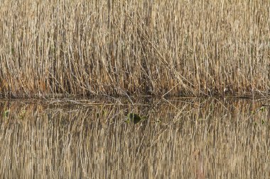 Weissensee Gölü kıyısında sazlık yatakları