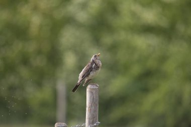 Bir fieldfare bir çit sonrası Aç alanında oturuyor ve sivrisinek ile uğultu olduğunu