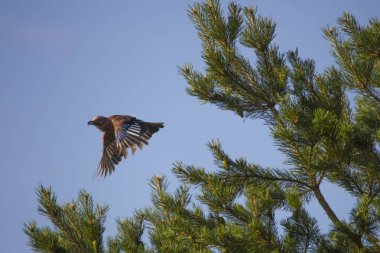 Mavi jay bir çam dalı yaklaşıyor