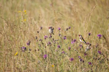 Saka kuşu bir çayır bitkilerde thistle yiyecek arama