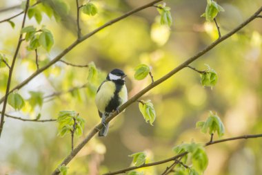 Büyük baştankara sakat bir söğüt dallarında oturur