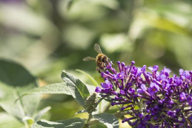 Güzel kır çiçekleri atış kapatmak