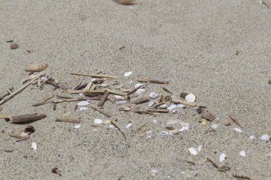 Sandy beach alüvyon enkaz ve dalgaların karaya attığı odun Viareggio kıyı şehri yakınlarında denize sıfır tarafından