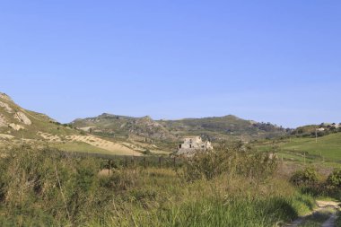 Yaz aylarında portakal tarlaları, seçici odak