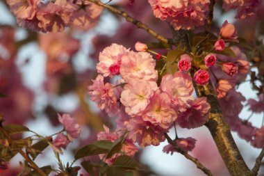 Makro çekim gül çiçeği
