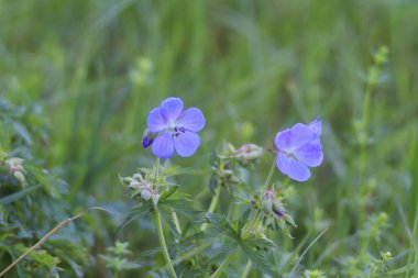 Güzel kır çiçekleri atış kapatmak