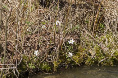 Anemon bloom Bahar Orman sahasının