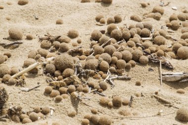 Neptune çimenlerin üzerinde Rimigliano doğal plaj İtalya ölü bölgelerinden gelen seaballs için bitki lifleri erimiş