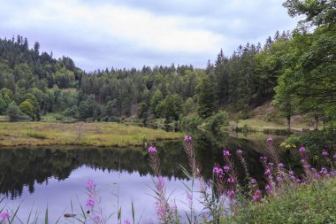 Muhteşem kırsal doğa manzara 