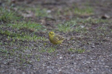 Yabani kuş çekim kadar kapatın