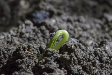 Cotyledons ile yükselen tohum ufalanan toprak yetişir