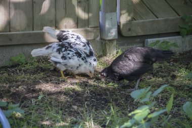 Tahıl kırsal ortamda gagalamayı tavuk