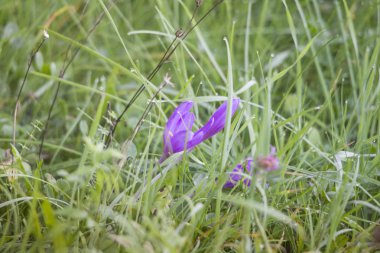 Güzel kır çiçekleri atış kapatmak