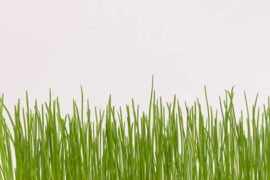 Genç yeşil çimenlerin üzerinde açık renkli