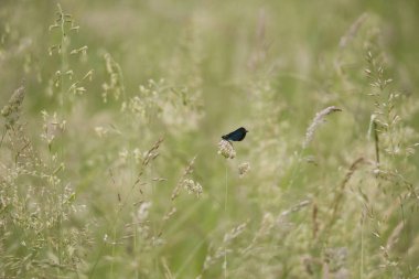 Mavi kanatlı telli bir çayır çimen poleni taşıyan bir arı polen önümüzdeki on oturuyor