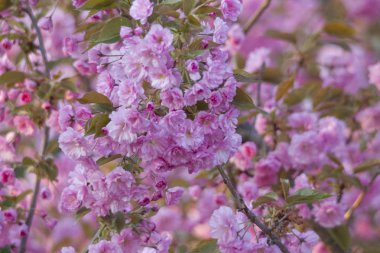 Macro shot elma çiçeği.