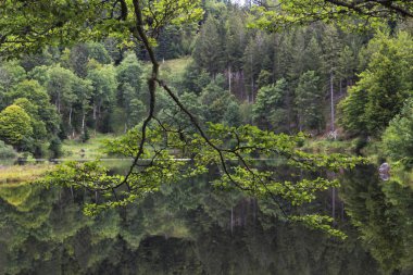 Ağaçların göl suya yansıtan doğal görünümü
