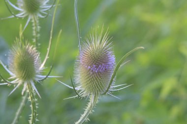 Güzel kır çiçekleri atış kapatmak