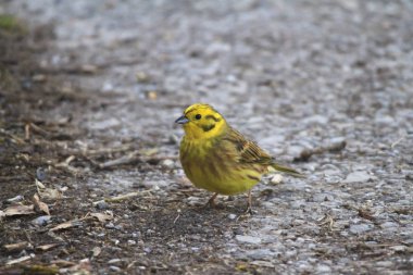 Yabani kuş çekim kadar kapatın
