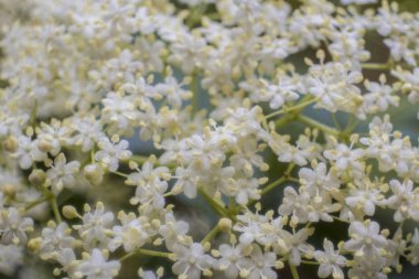 Close-up elderflower çalı
