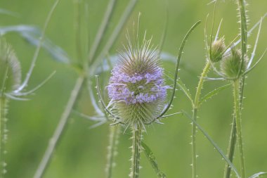 Güzel kır çiçeği atış kapatmak