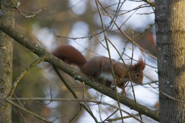 Sevimli sincap bir orman puslu havalarda veya profil görünümü'nde ormanlık bir ağaç gövdesi üzerinde fotoğraf makinesi üzerinde bir dikkatli göz tutar olarak tırmanma