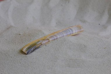 Kum üzerine yalan deniz kabuğu, yakın çekim