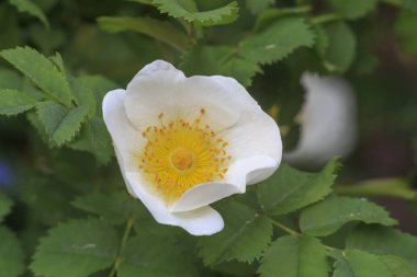 beyaz çiçek yeşil yaprakları ile yakın çekim