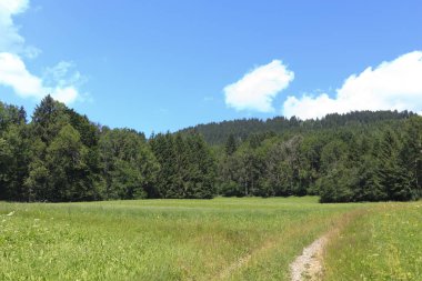 Dağ yolu, arka planda ağaçlar 