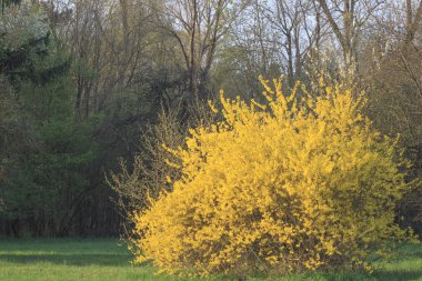 Sarı çiçekli çalı, seçici odak
