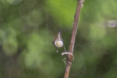 Küçük salyangoz dal yumuşak yeşil bokeh arka plan önünde sürünür ve dik dik gözlerini sopa