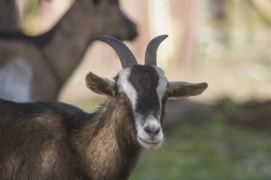 Güzel keçi atış kapatmak
