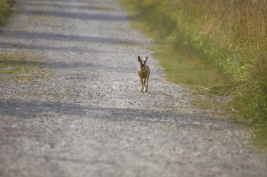 Çayırlar arasında çakıllı alan yol üzerindeki bir genç tavşan atlama